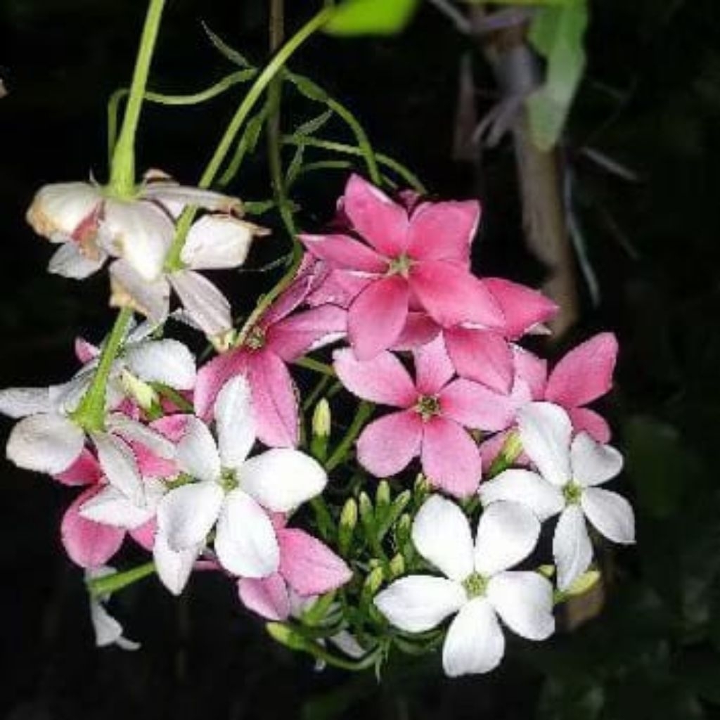 Bibit melati Belanda