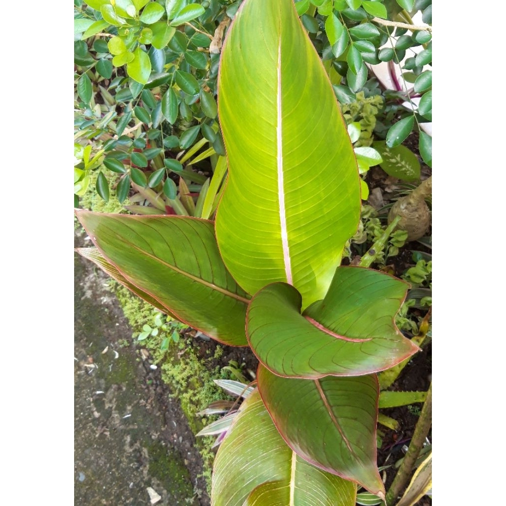 (Ukuran Besar) Heliconia Indica Bangkok Striata Pink/Pisang-Pisangan