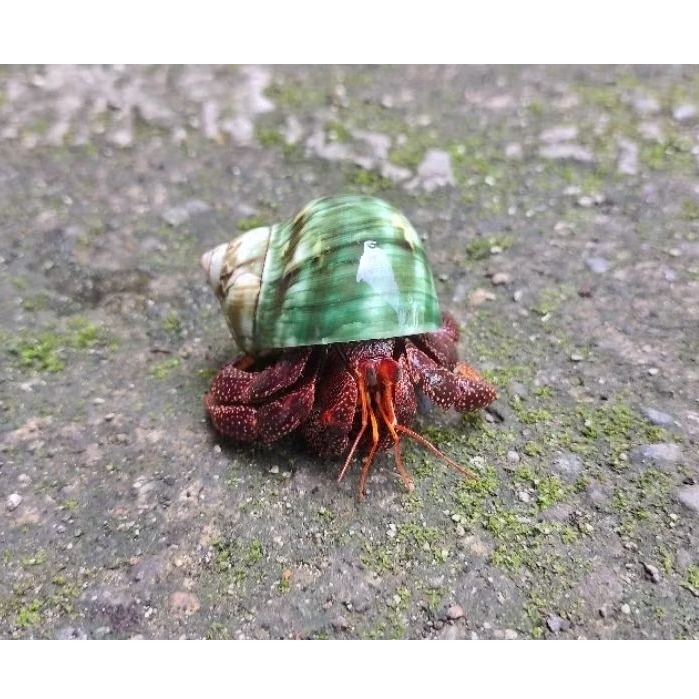 Black/Dark Coenobita Perlatus/Kelomang Strawberry