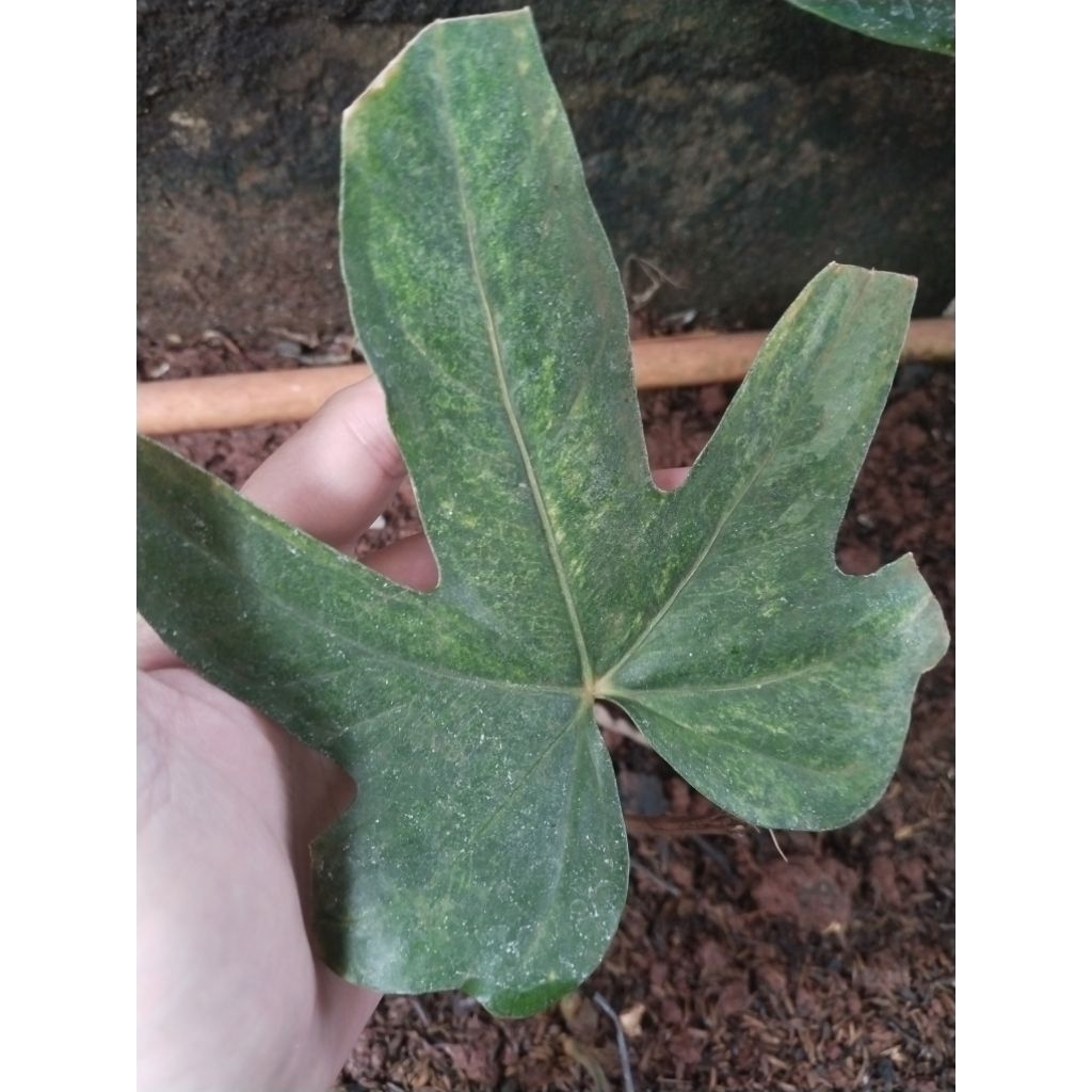 anthurium jari varigata trah mewah. bonggol