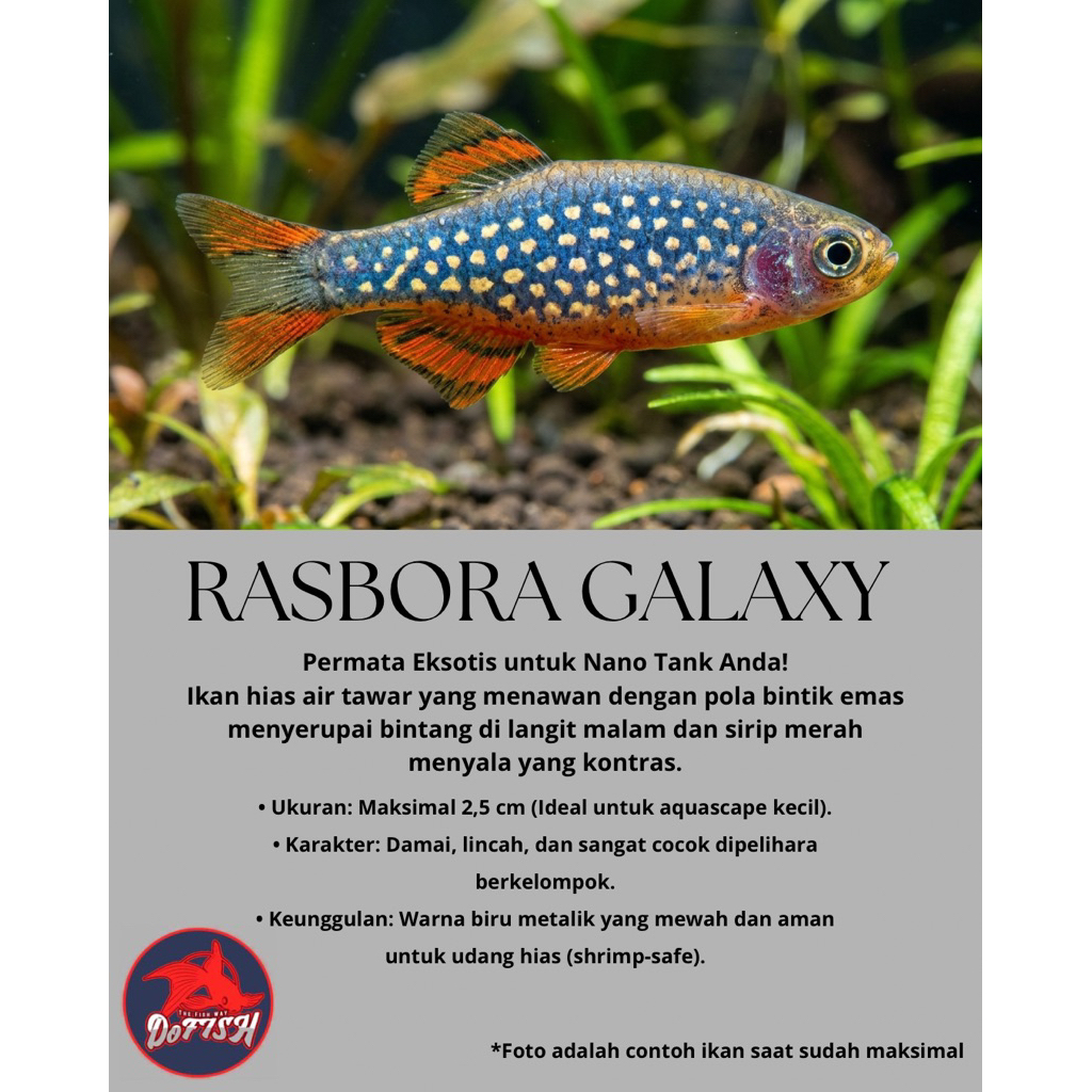 rasbora galaxy size S