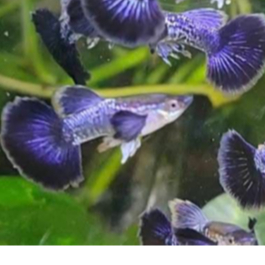 ikan Hias guppy purple / green / yellow dragon