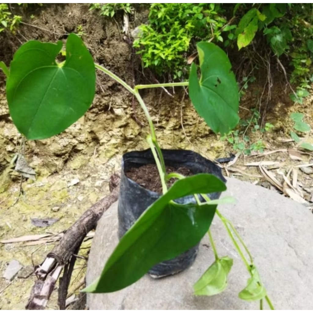 bibit uwi kelapa/bibit uwi/uwi/uwi putih