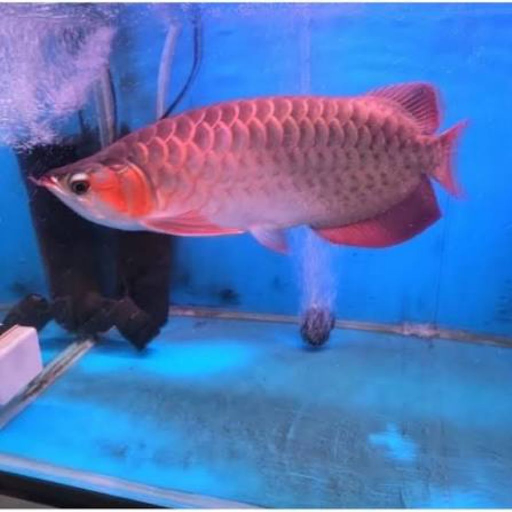 Arwana Super Red