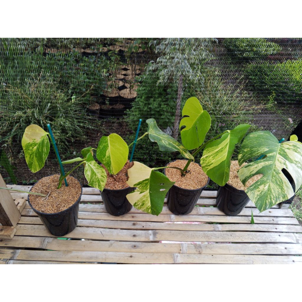 monstera varigata marmorata