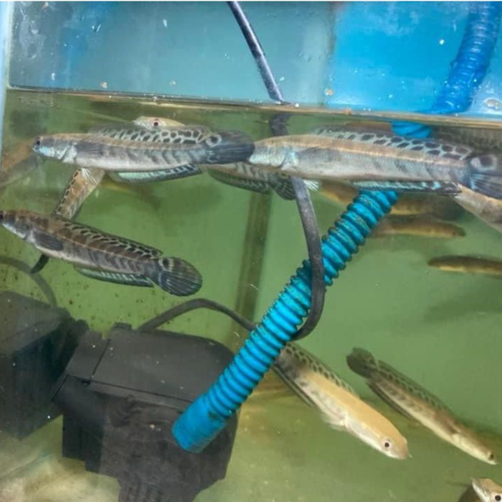 ikan channa maru ys Batik atau yellow sentarum batik 20-26cm