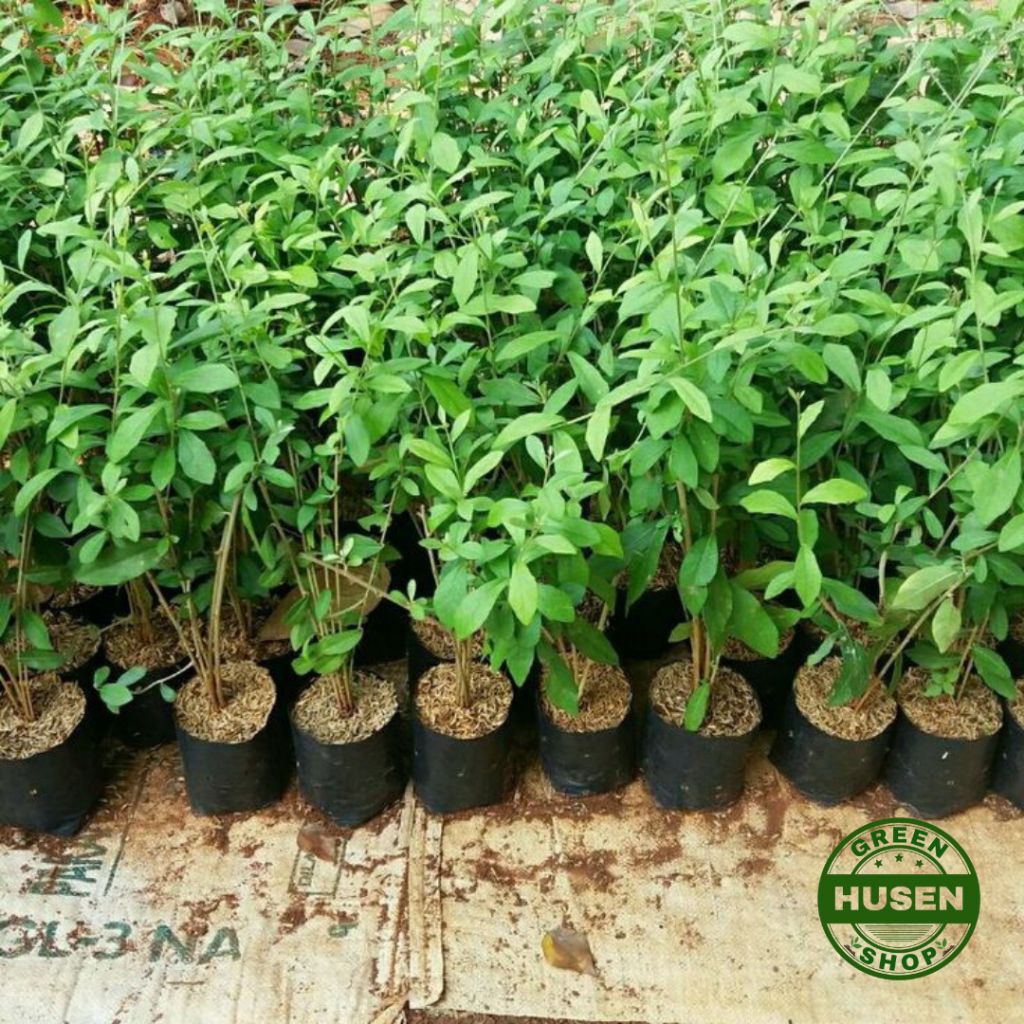 Tanaman Hias Le Kwan Yew Pohon Pohon Li Kwan yu Tanaman Rambat Li Kwan Yu