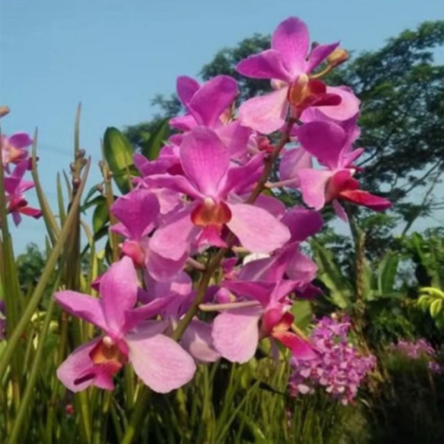 anggrek vanda douglas dewasa- tanaman hias