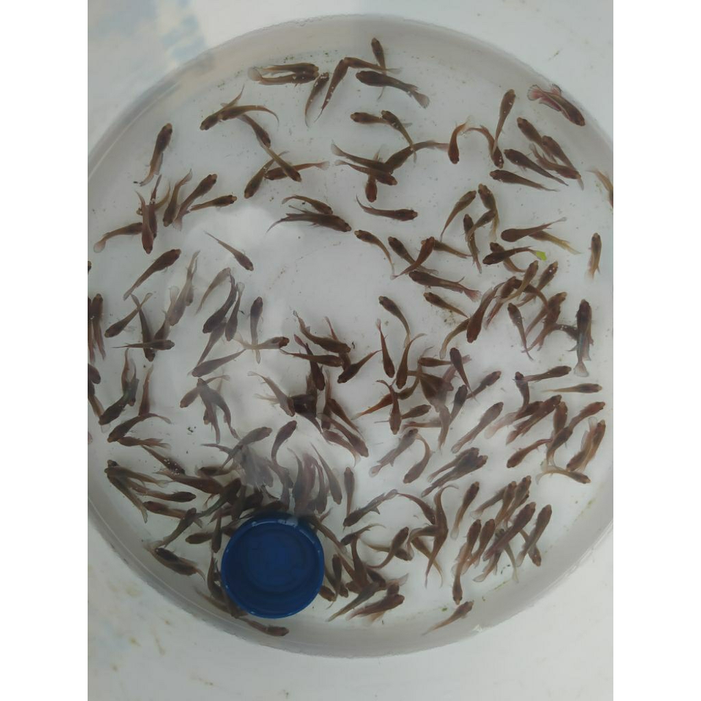 50 BIJI BAHAN FCCP BIBIT DARI BIANG BERKUALITAS RED STAR TAIL