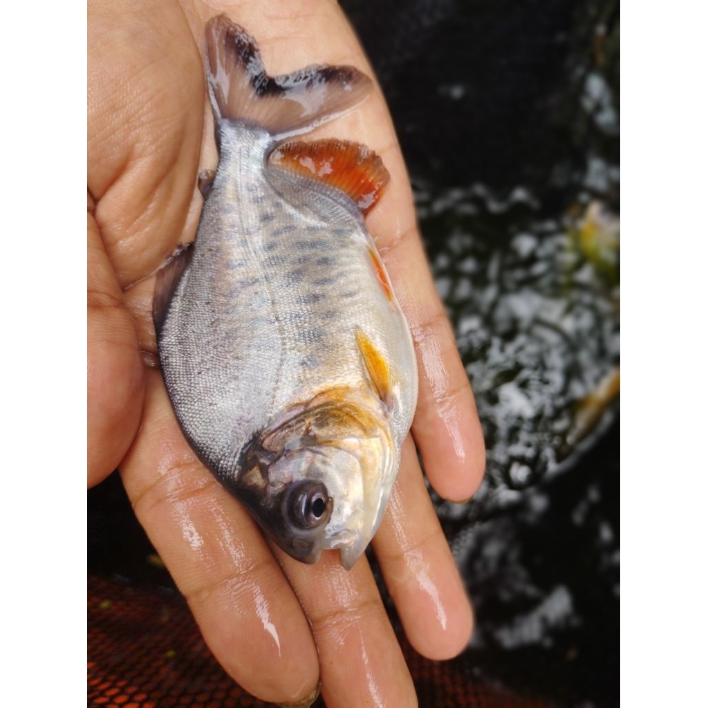 bibit ikan bawal super ukuran 3 jari murah