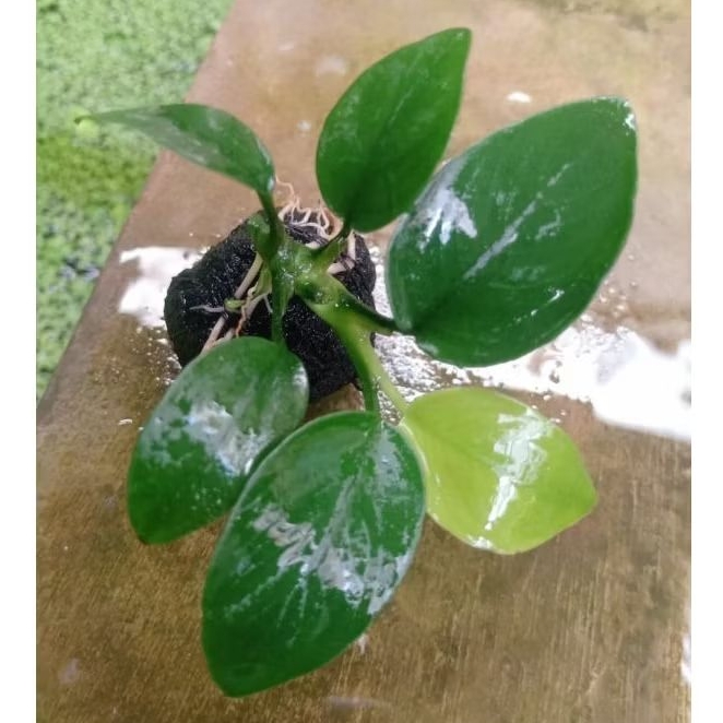 anubias Nana M wabikusa - tanaman aquascape