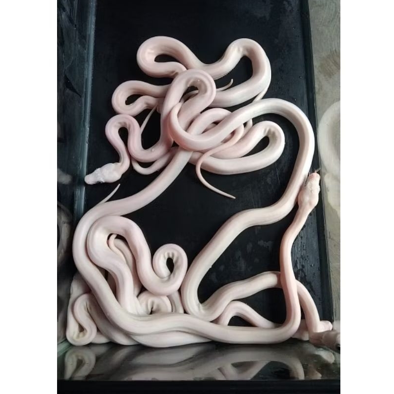 Mainan White Kalimaya Retic