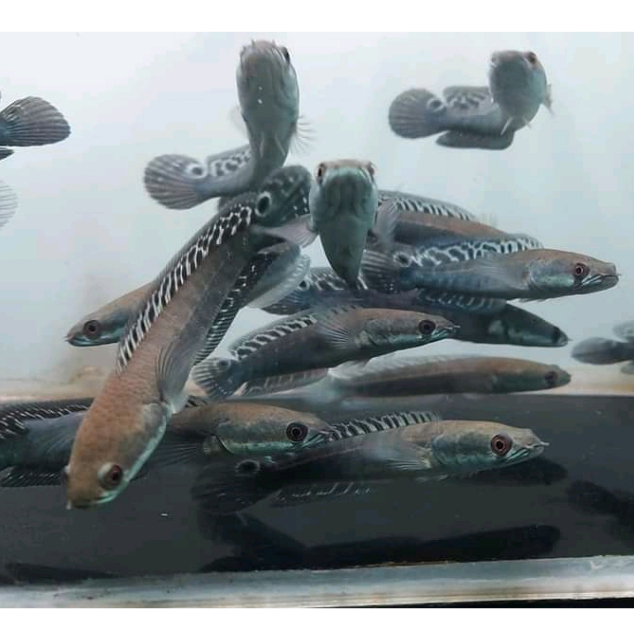 Maru Batik Yellow Sentarum Bahan Mantap