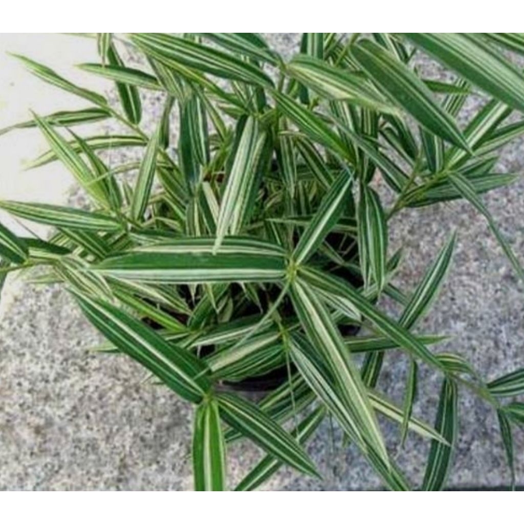 bibit bambu mini varigata/tanaman hias bambu varigata)