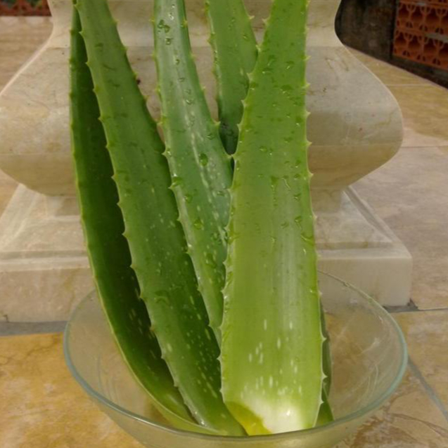 LIDAH BUAYA PELEPAH LIDAH BUAYA 1KG Kurang Lebih 1-3 Pelepah lidah buaya Pelepah LIdah Buaya daun li