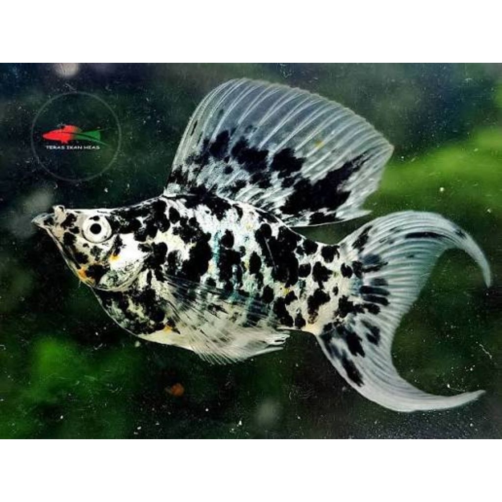 mainan molly balon marbel jumbo