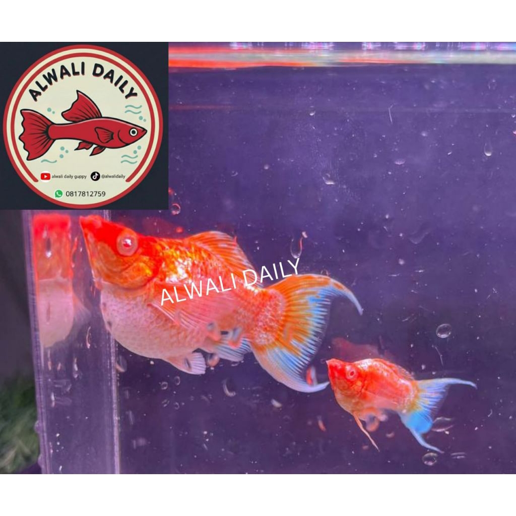 PAKET molly golden albino