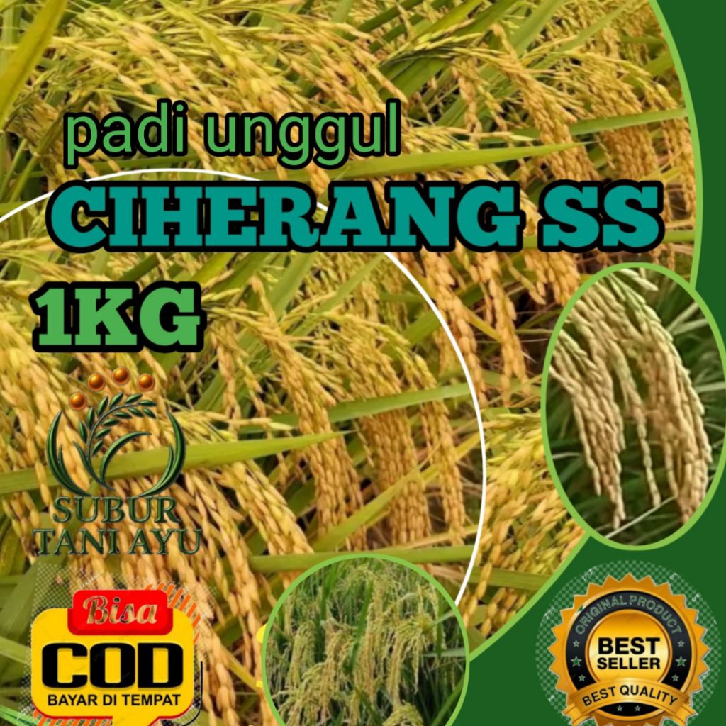 BENIH PADI CIHERANG SS UNGGUL BEKUALITAS KEMANAN 1KG