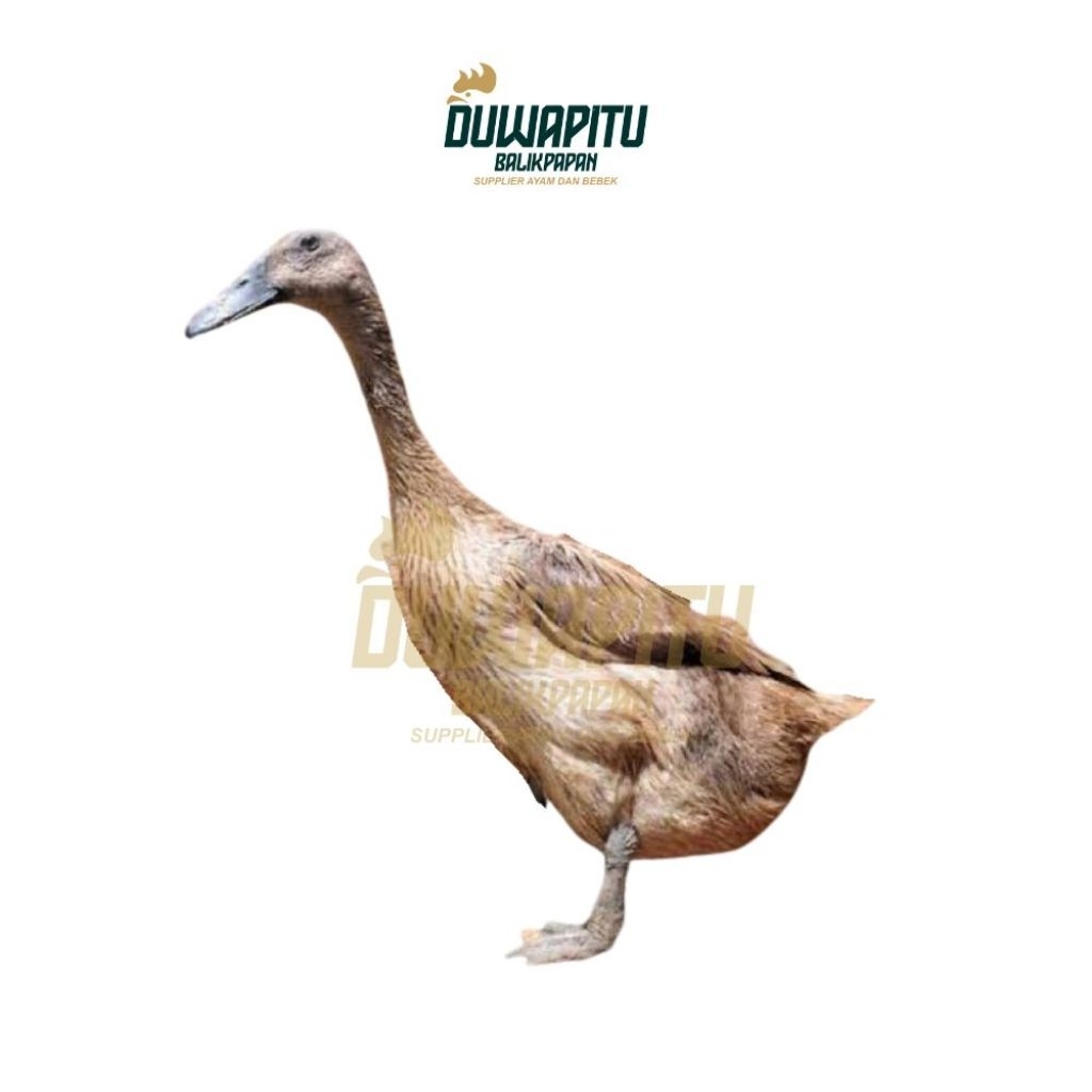 Bebek Coklat Petelur / Bebek Lokal Petelur Segar. Order Baru di Potong - Duwapitu Balikpapan