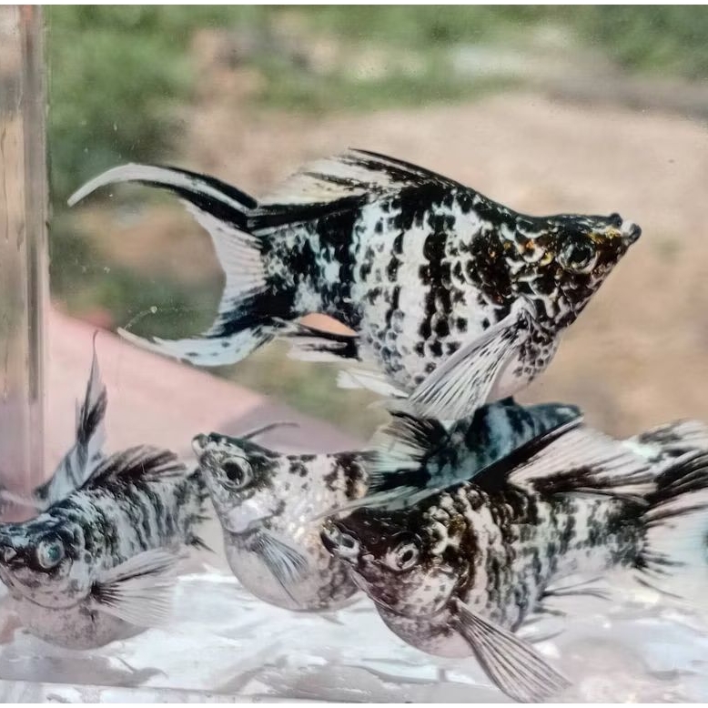 MOLLY ZEBRA BALON CAWANG