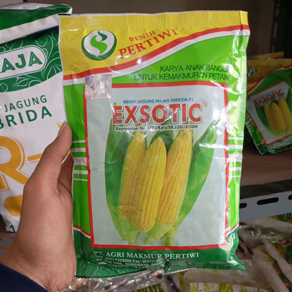 Jagung Manis EXSOTIC