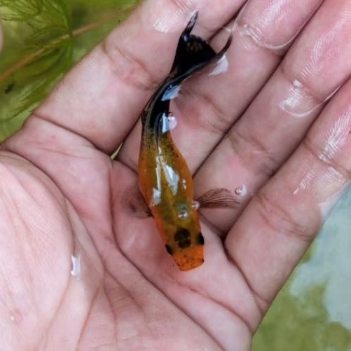 Molly Golden Black Cawang