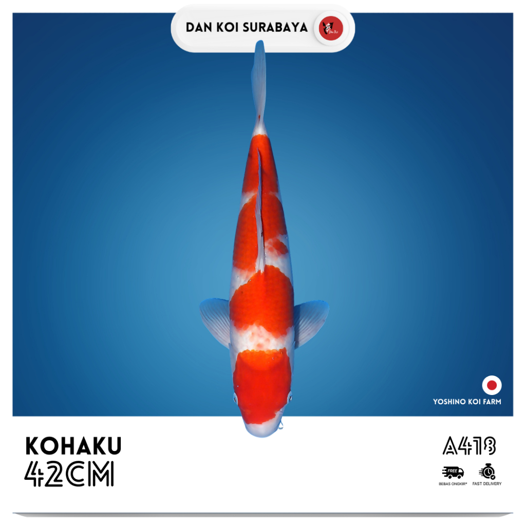 Ikan Koi Import Kohaku (Yoshino Koi Farm) Bloodline Dainichi Kode A418