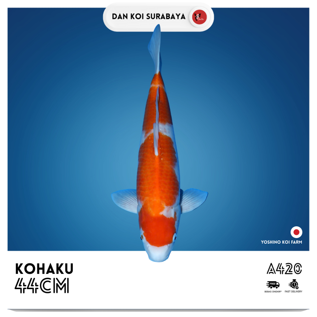 Ikan Koi Import Kohaku (Yoshino Koi Farm) Bloodline Dainichi Kode A420