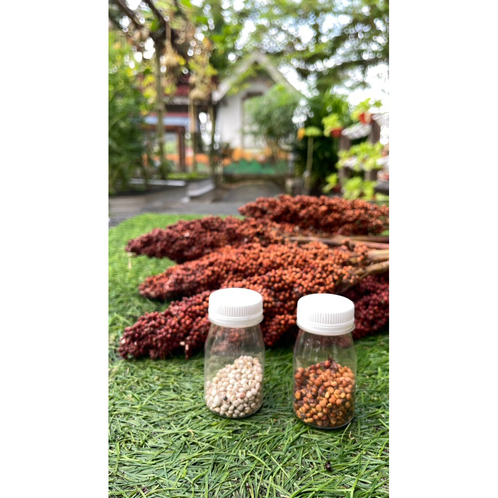 Benih Sorgum Cantel 10gr | Bibit Sorgum Tanaman Pangan Alternatif Tahan Panas | Benih Tanaman Pakan 