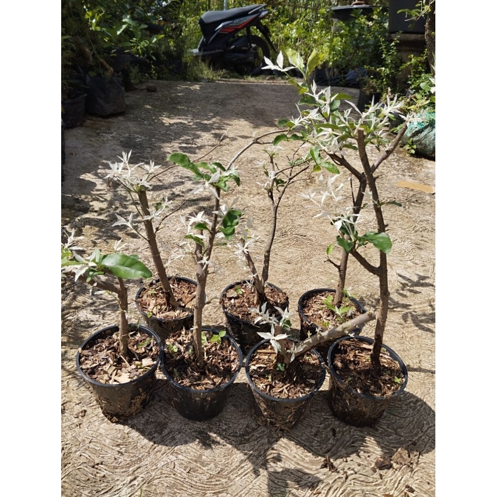 bonsai unik anting putri varigata salju ori