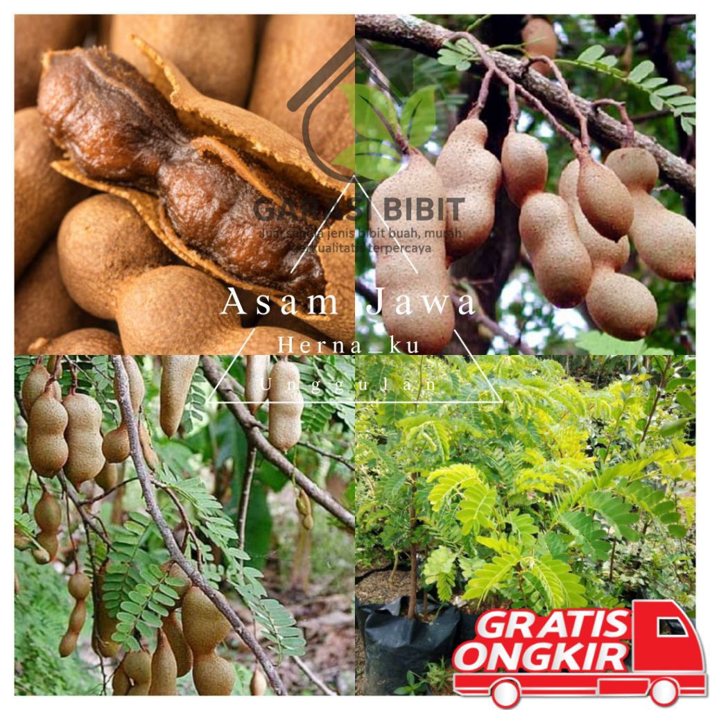 Bibit Tanamam Asam Jawa Pohon Asem Jawa Bibit Asem