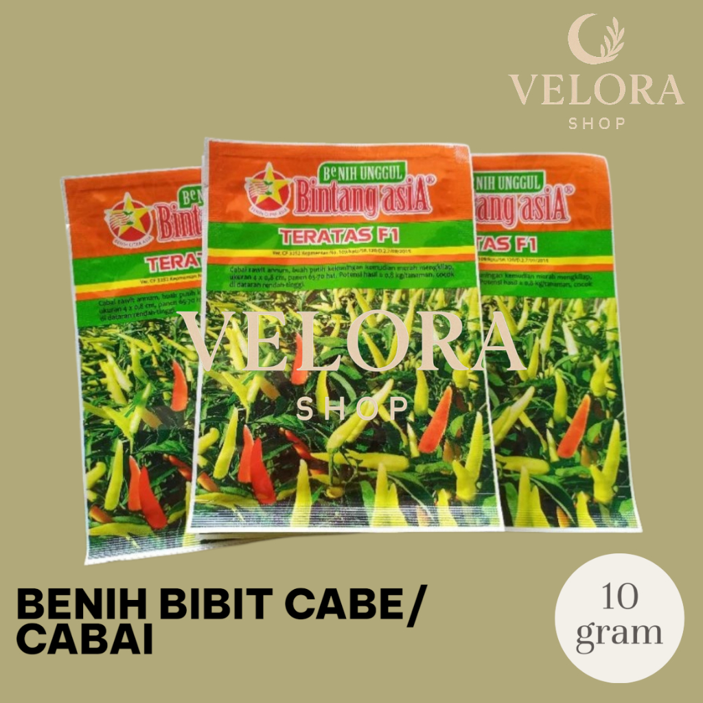 Benih cabe rawit TERATAS F1 pengganti dari LENTERA F1 cap bintang asia