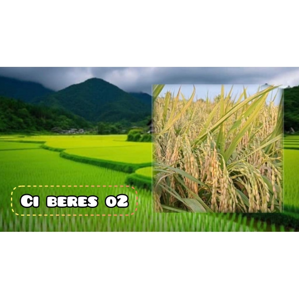 BENIH PADI CIBERES 02 TERBARU 1KG