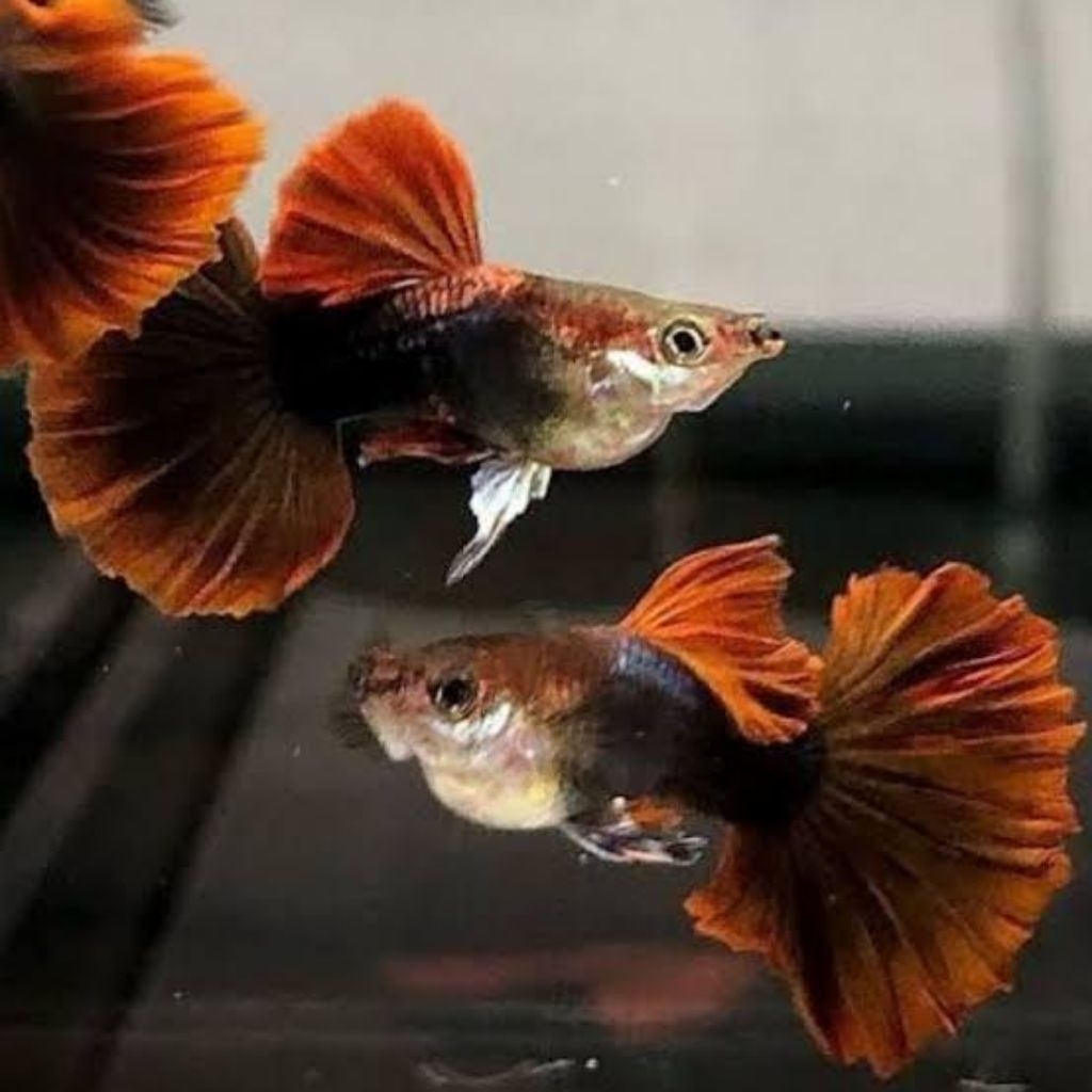 Guppy HB Red Rosteil