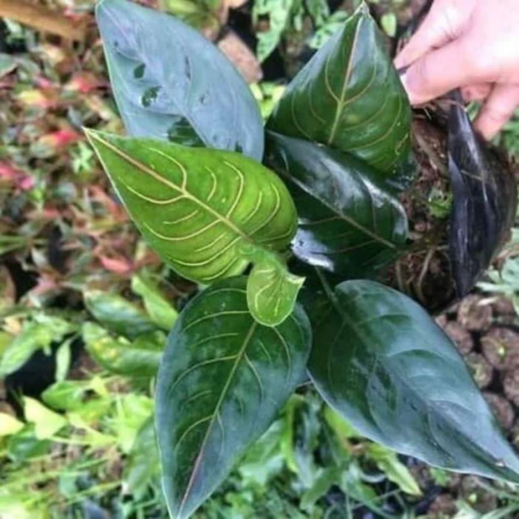 tanaman hias aglonema rotundum tiger / tanaman aglonema rotundum hijau