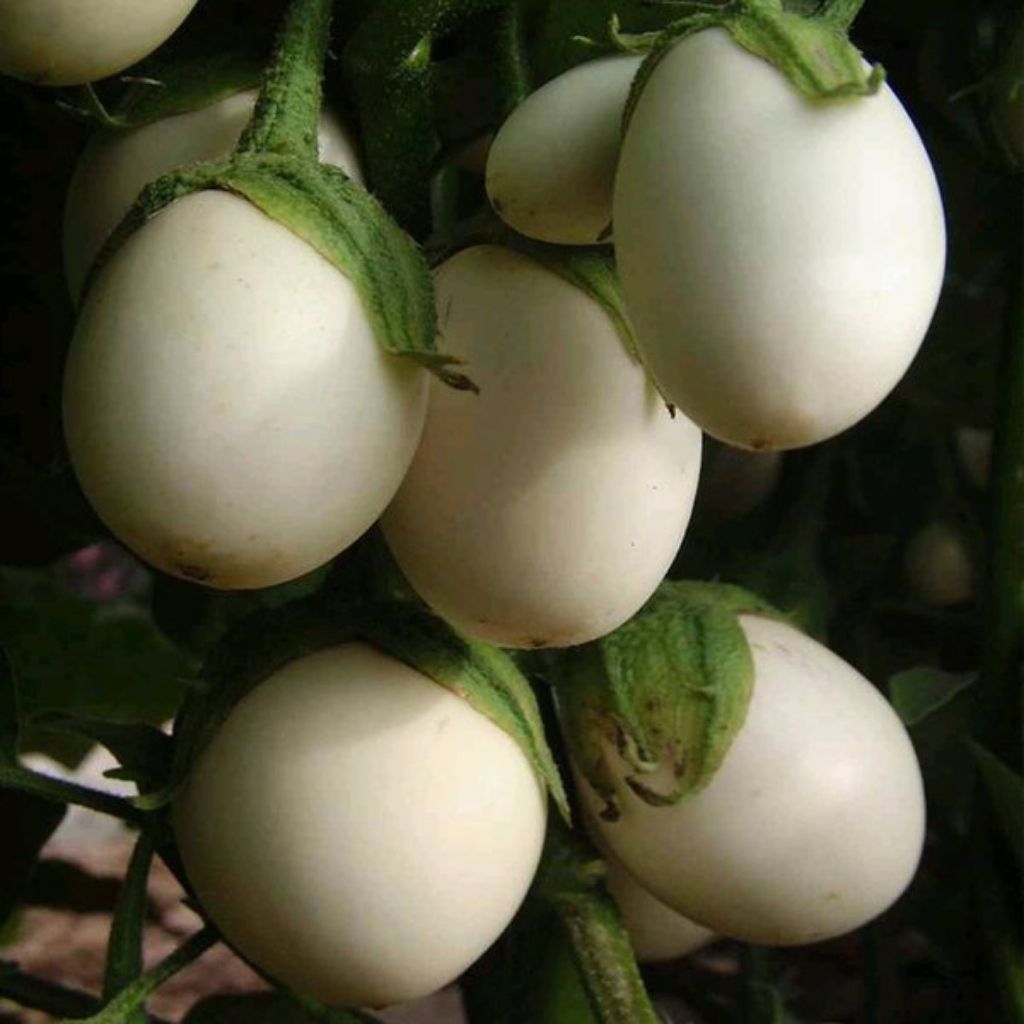 benih/ biji terong telur putih (30 butir)