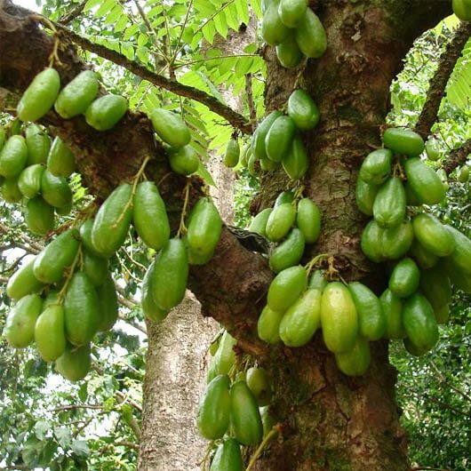 BIBIT / POHON BELIMBING WULUH CEPAT BERBUAH SIAP TANAM