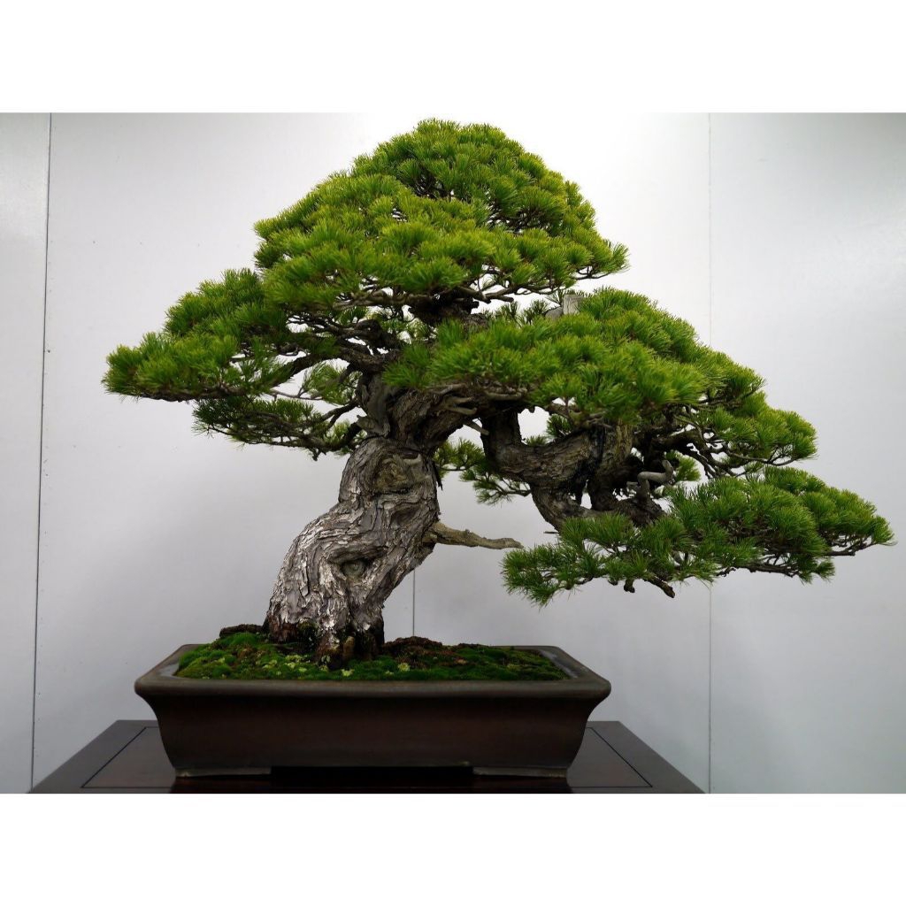 ( 1 Biji ) Benih Bibit Biji - Japanese Black Pine / Pinus Hitam Jepang (Pinus thunbergii) Exotic Tre