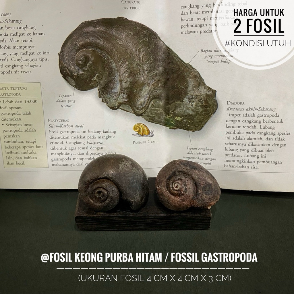 Fosil Keong Purba Hitam A1 atau Fossil Gastropoda atau Fosil Kerang atau Fossil Snail atau Fosil Kol