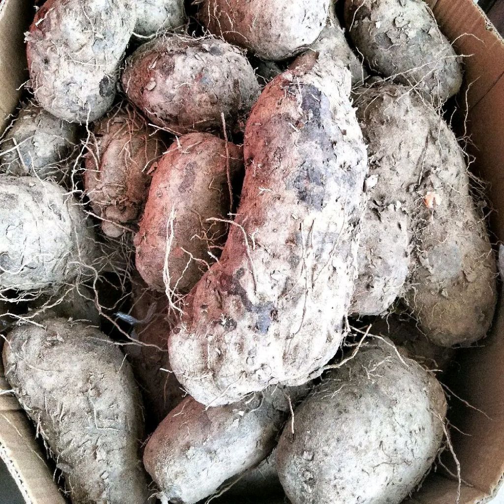 Umbi Ungu / Uwi Ungu / Talas Keribang / Thaisu / Tuace / Keladi Ungu / Ubi Jadul / Huwi