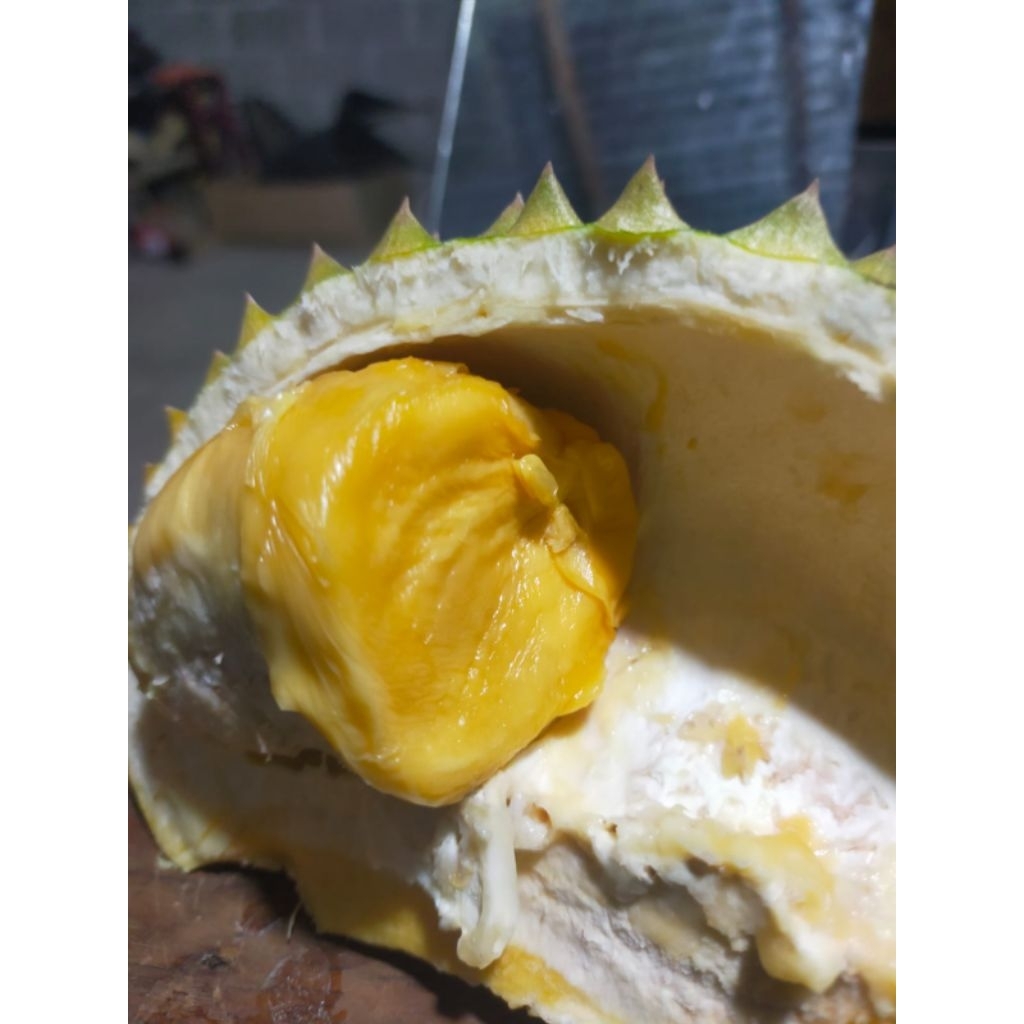 Bibit Durian Black Thorn / Duri Hitam 50cm