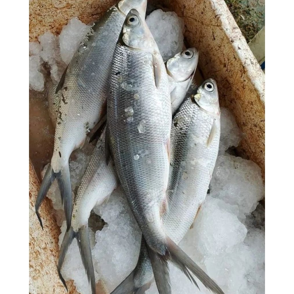 Ikan Bandeng Segar 1 KG