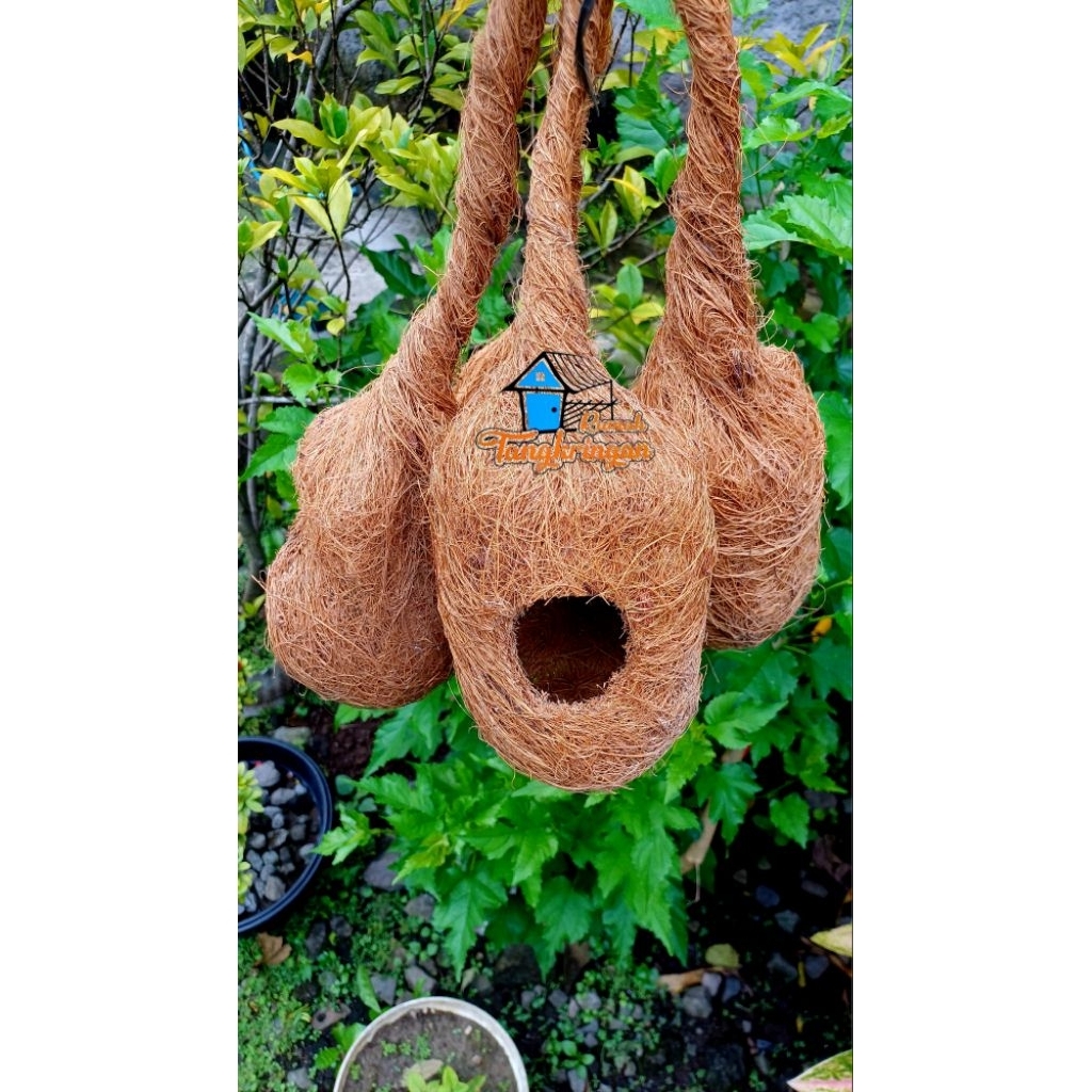 Gowok Gantung, Sarang burung gantung, sarang burung manyar