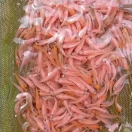 Bibit Ikan Nila Merah Bangkok 2–3 cm Isi 100 Ekor Perpaket – Benih Nila Berkualitas Siap Tebar