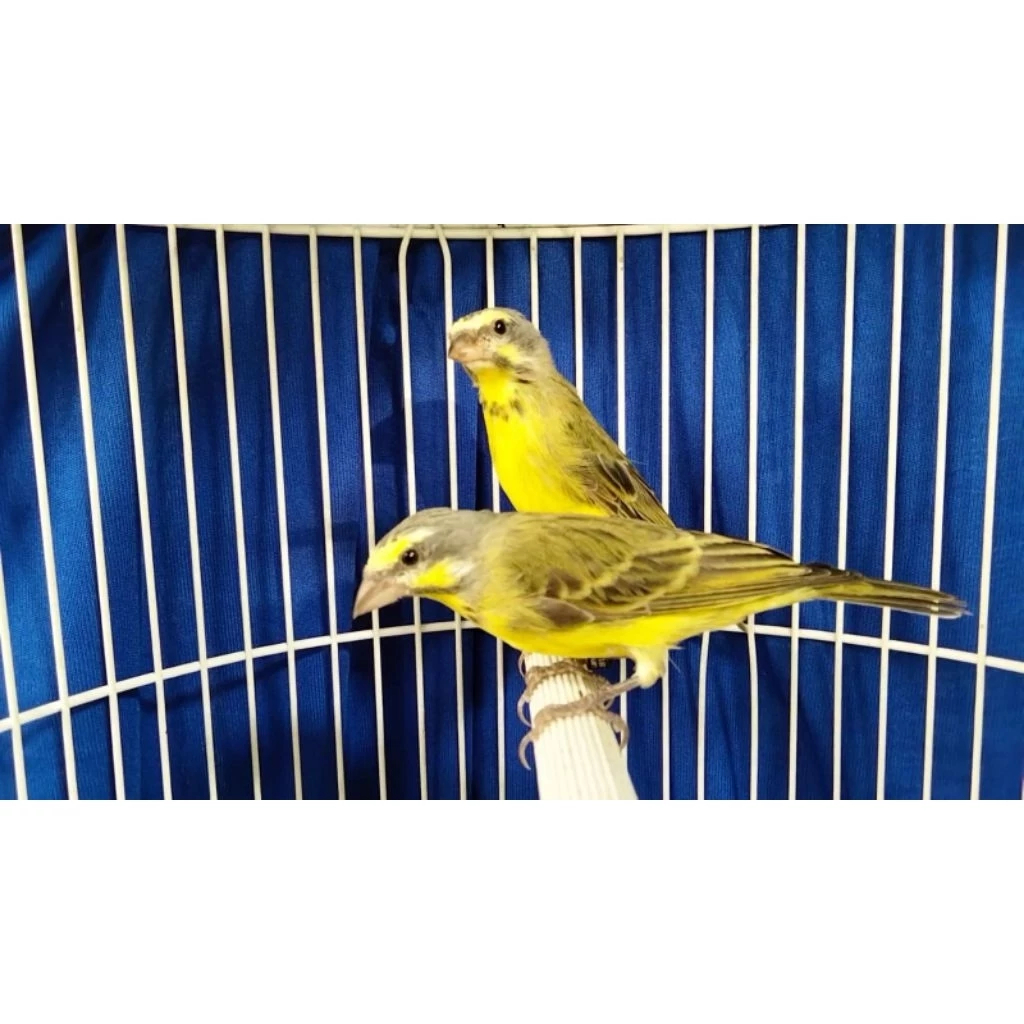 Burung Mozambik Dewasa Sepasang Siapan Ternak