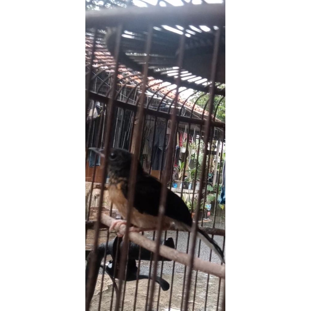 trotol murai  garansi jantan