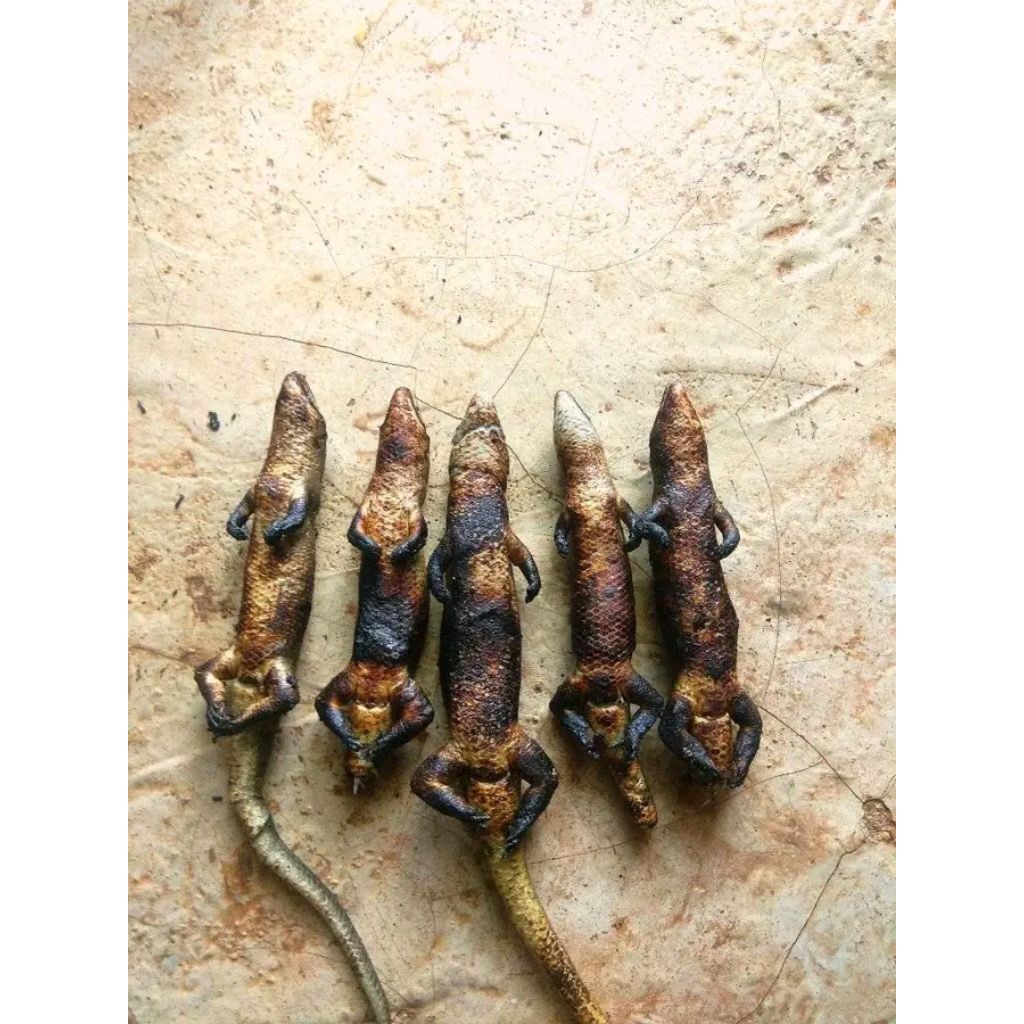 obat gatal kadal bakar herbal alami