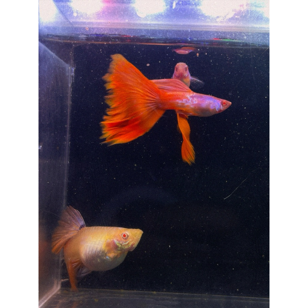 Guppy Albino Metal Snake Skin Red Tail