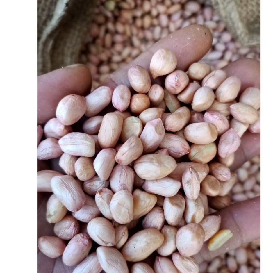 Kacang Tanah 1kg Kacang Tanah Mentah Lokal Kecil 1kg - Kacang Tanah india, Tuban, tj