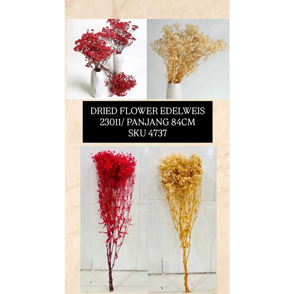 Dried Flower Edelweis / Caspea 80–85cm Bunga Kering Dekorasi Vas Rumah Cafe Wedding Bouquet